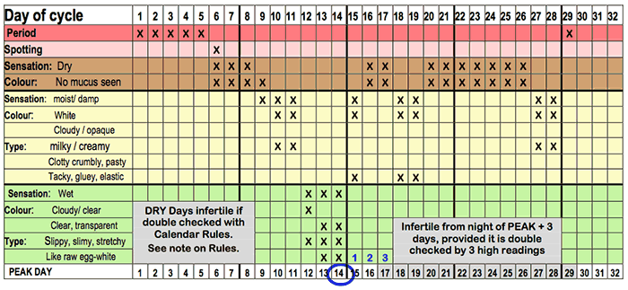 Complete mucus chart showing all the days of the cycle.