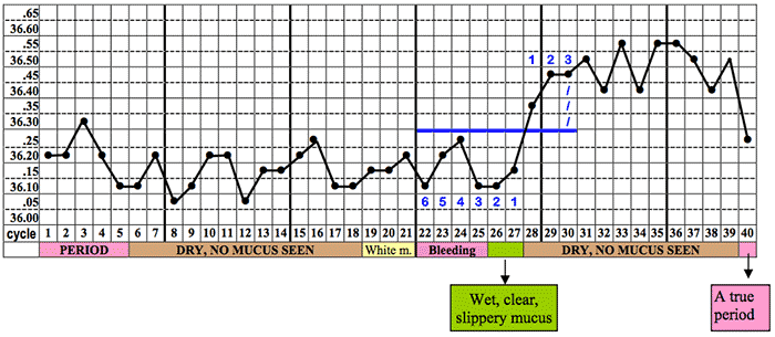 36 Day Menstrual Cycle Chart