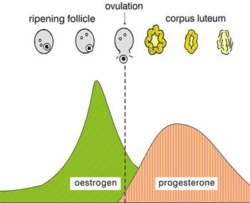 An example graph showing the rise and fall of oestrogen before ovulation, then the rise and fall of progesterone afterwards.