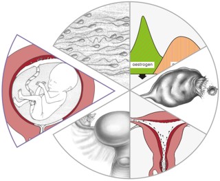 Fertility Education and Training - Tutorials Menu