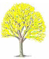A tree with young yellowy leaves.