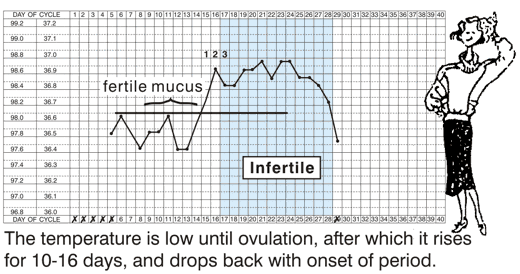 The temperature is low until ovulation, after which it rises for 10 - 16 days, and drops back with onset of period.