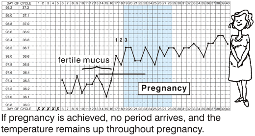 If pregnancy is achieved, no period arrives, and the temperature remains up throughout the pregnancy.
