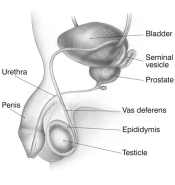 Cross-section of the male reproductive system.