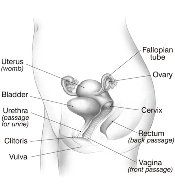 A simplified view of the pelvic area.