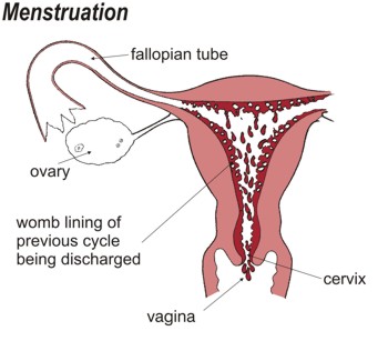 Menstruation. The womb lining of the previous cycle is discharged.