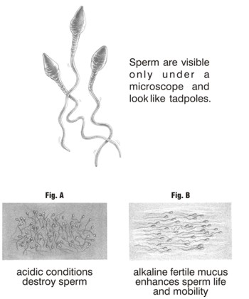 Lifespan of sperm in the open